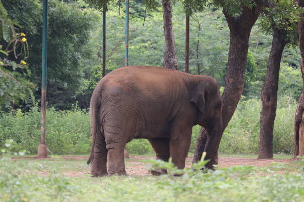 istock A giant Elephent staying at zoo. 1456396597