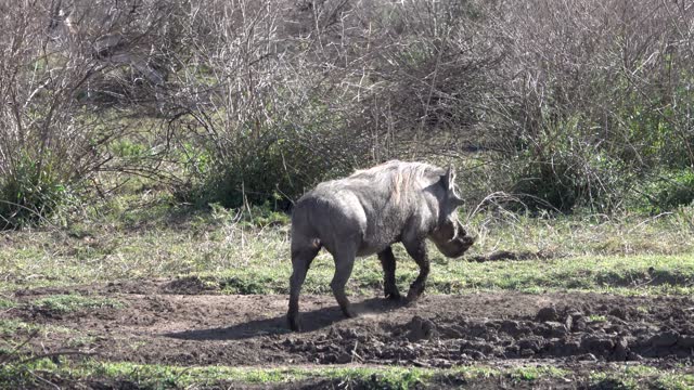 Warthog bathing in dry mud and walking away, South Africa