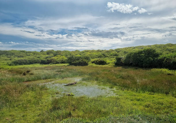 istock Landscape with beautiful grass, a little lake, and a cloudy background. 1456397281