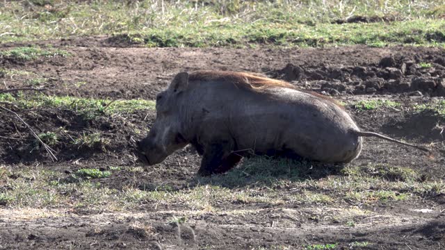 Warthog bathing in mud, South africa