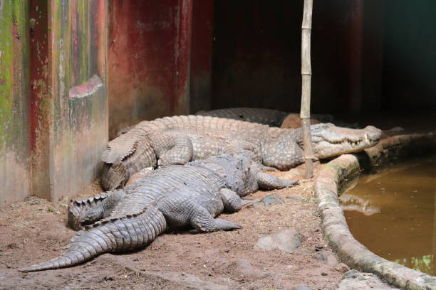 istock A group of crocodiles next to a puddle 1456397919