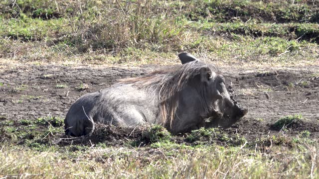 Warthog bathing in dry mud, South africa