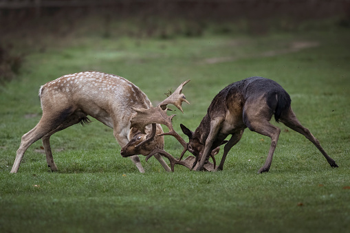Two young stags play fighting during the rutting season