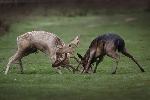 Photo of Two young stags play fighting