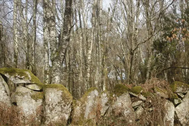 Ancient stone wall,. Bare trees forest in the background. Lugo province, Galicia, Spain.