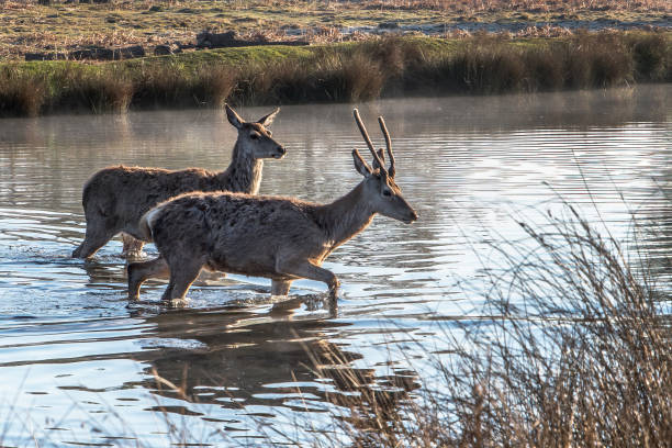istock Two young deer crossing the pond 1456399979