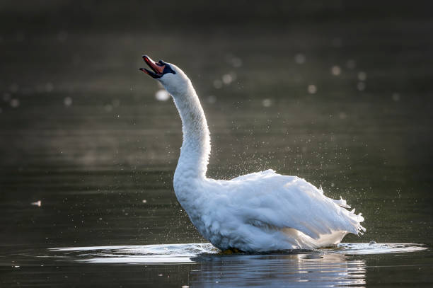 Free picture: White mute swan (Cygnus olor) bird in swamp natural habitat