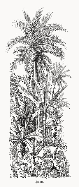 Group of plants in the Faiyum Oasis - a depression or basin in the desert immediately west of the Nile river, or just 62 miles south of Cairo, Egypt. Wood engraving, published in 1899.