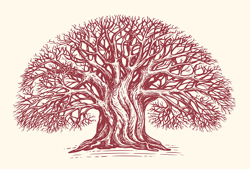 Deciduous branched tree without leaves, hand drawn in vintage engraving style. Big oak sketch. Vector illustration