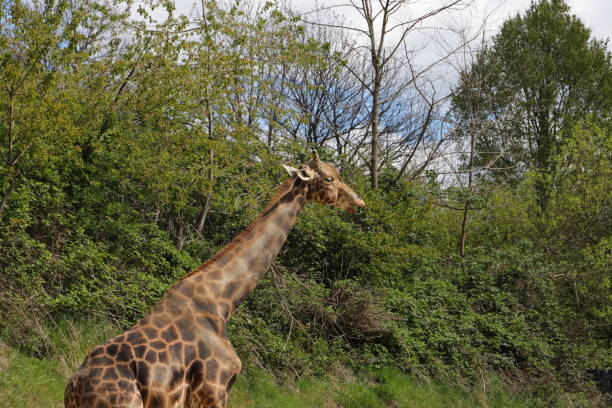 istock a giraffe in the zoo 1456402110