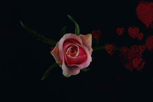 Single pink rose with black background