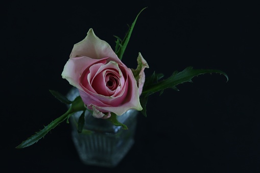 Single pink rose with black background
