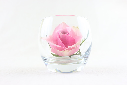Close up of pink rose in glass