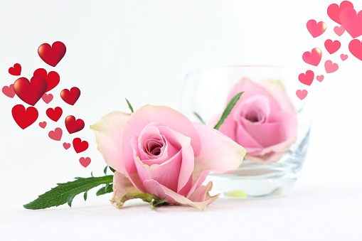 Pink roses and hearts on white background