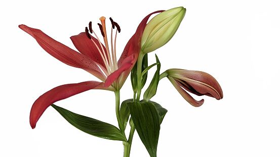 Beautiful red lily isolated on a white background.