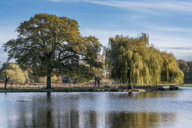 istock View across Heron pond Bushy Park 1456402475
