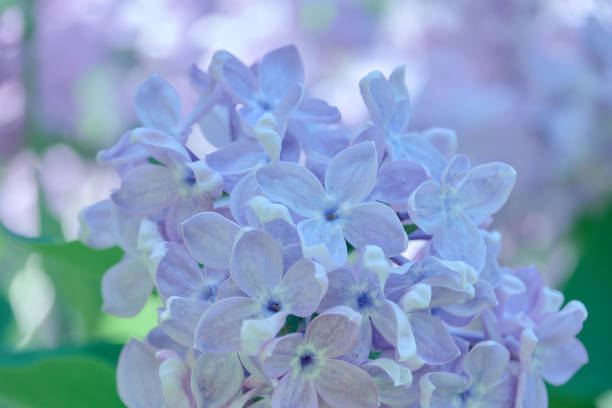 Lilac flowers blooming in the spring garden.