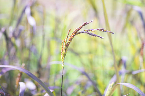Beautiful Paddy rice in rice field as nature background
