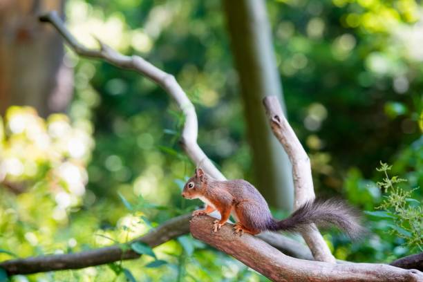 istock Selective focus shot of a squirrel in its natural environment 1456406338