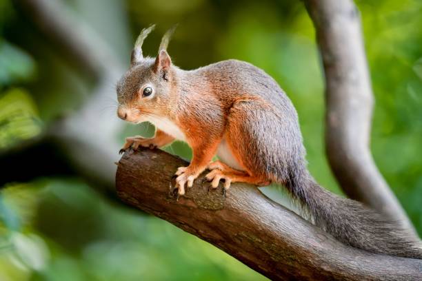 istock Selective focus shot of a squirrel in its natural environment 1456406341