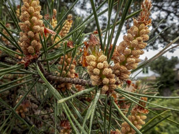 istock Closeup of pine cones growing on a tree in a park 1456406387