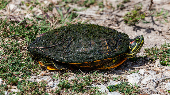 Emys orbicularis is only indigenous inland turtle in Slovenia. Its habitat is mainly stagnant or slow-flowing waters, surrounded by vegetation. Its habitat is in Barje swamps near Ljubljana, Slovenia.