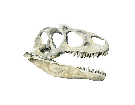 Watercolor predator dinosaur skull isolated on white background. Realistic prehistoric tyrannosaurus animal bones illustration