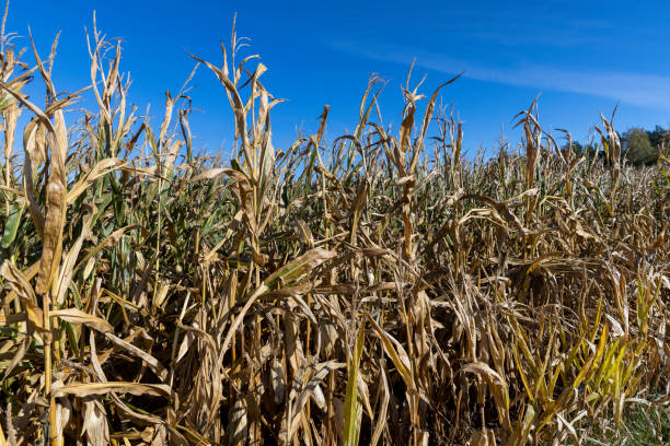 istock Ripe corn in the field in the summer 1456407839