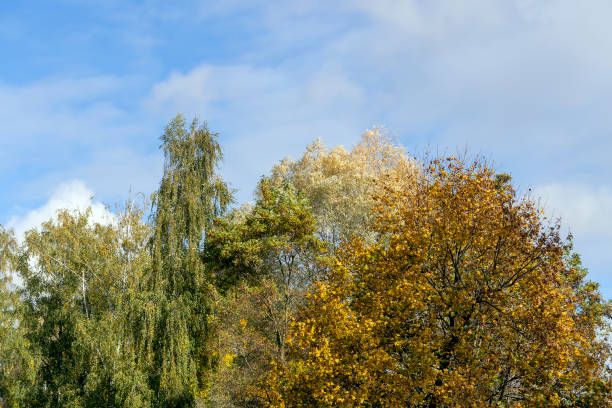 istock Yellowing and falling foliage of deciduous trees in autumn 1456407850