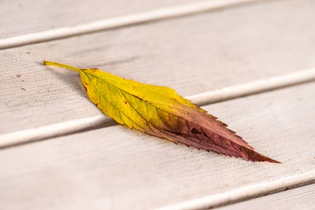 istock Yellow and red leaf on white wooden background 1456408738