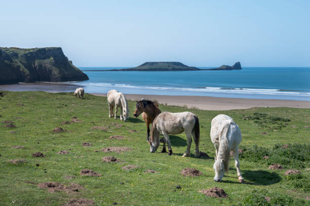 istock Welsh mountain ponies  grazing above Rhossili beach 1456408923