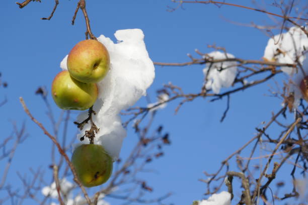Bright red apples and a dusting of white snow on the tree's branches