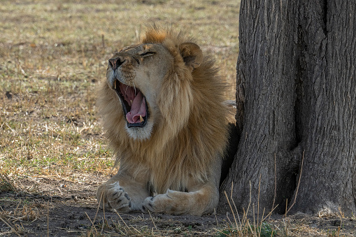 A lion yawning in the shade of a tree in the african savanna in Tanzania.