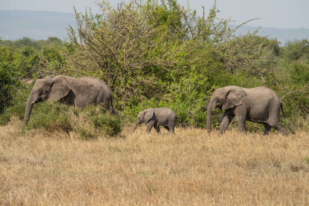 istock Elephants in Tanzania 1456410012