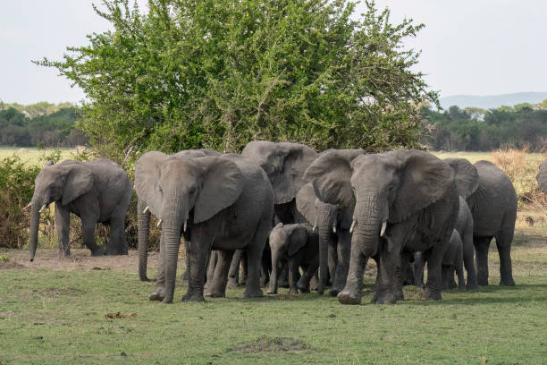 istock Elephants in Tanzania 1456410030