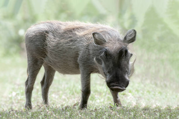 istock A warthog (Phacochoerus africanus) wanders around the Masai Mara, Kenya, Africa 1456411211