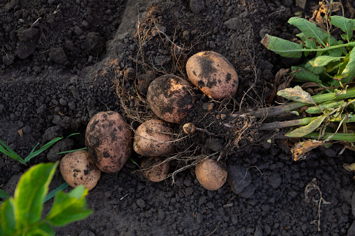 Young potatoes roots in vegetables garden harvesting top view