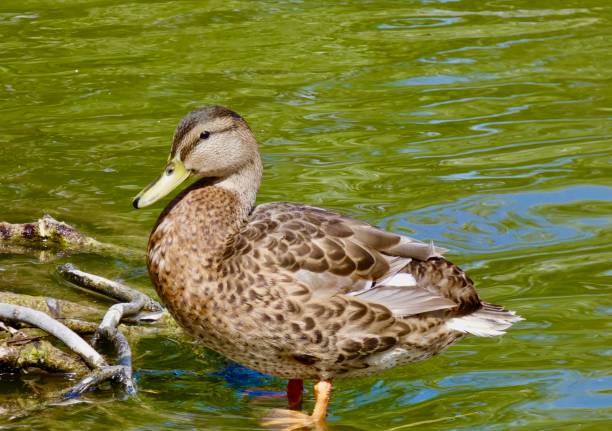 istock Mallard duck female standing on a rock in the river 1456414305