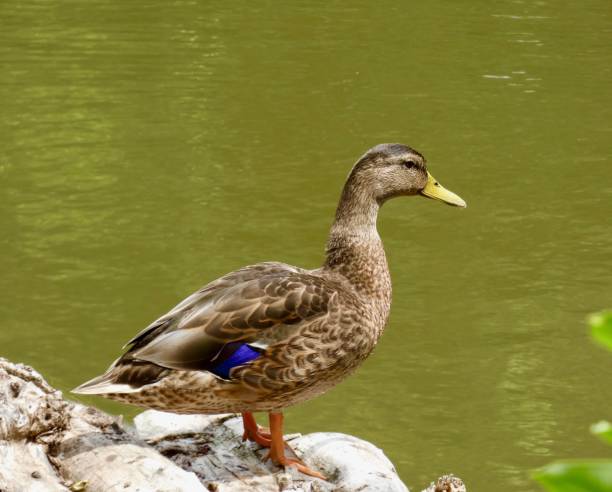 istock MALLARD DUCK, FEMALE STANDING ON A LOG OVERLOOKING THE RIVER 1456414640