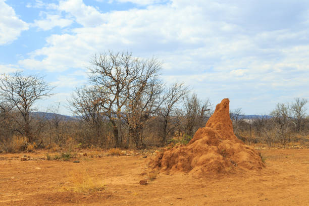 Large termite mound in typical african landscape with termite in Namibia. Africa wilderness.