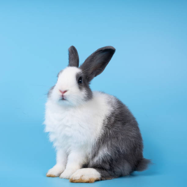 istock cute black and white rabbit isolated blue background 1456416472