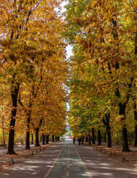 istock Herastrau Park in the Fall 1456418222