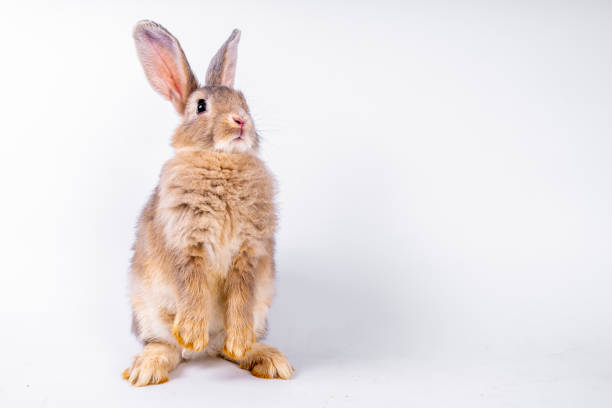 cute black and white rabbit isolated white background