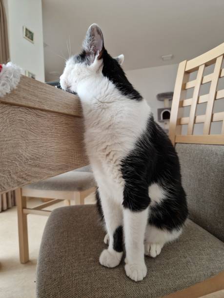 istock Bored cat at the dinner's table photo 1456425368