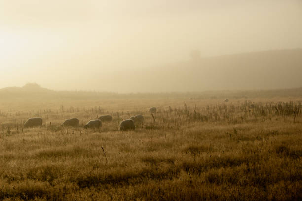 sheep in green meadow under the fog in scotland stock photo