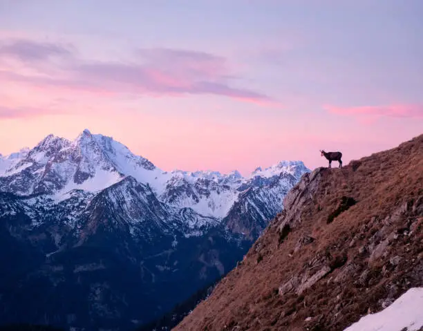 Beautiful views near Aggenstein in the Allgäu Mountains near Pfronten. A Gams (ibex/mountain goat) watching the sunrise over the snow capped mountains