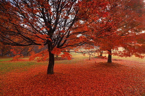 Iwate prefecture late autumn scenery