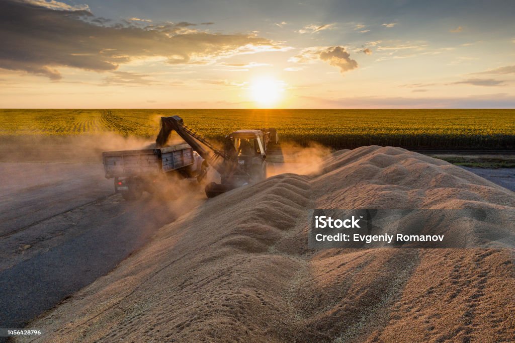 Volga region, harvest season. A mountain of wheat on the site of the threshing floor. Aerial view. Agricultural Machinery Stock Photo