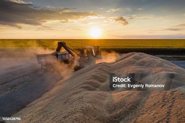 Volga Region Harvest Season A Mountain Of Wheat On The Site Of The Threshing Floor Aerial View Stock Photo - Download Image Now