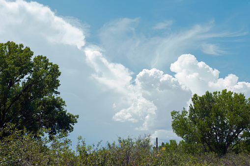 Cumulus clouds gather over treetops on a sunny summer day